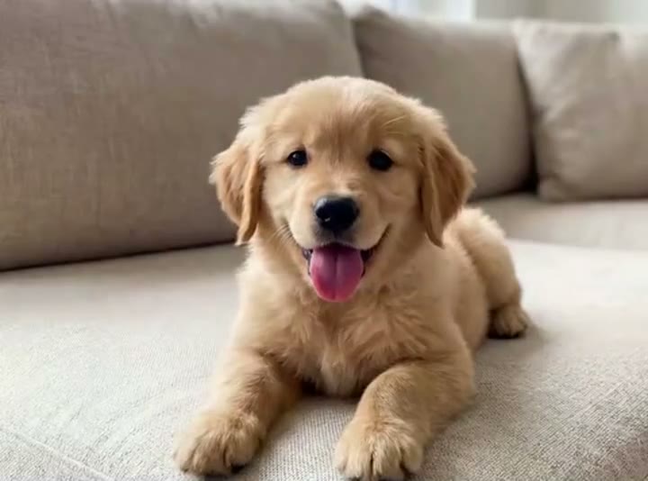Trencitas en la mascota